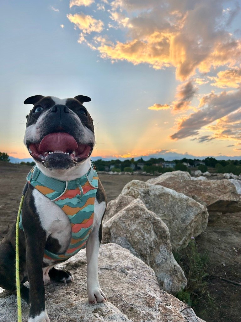 Happy “Make a Dog’s Day” Day!