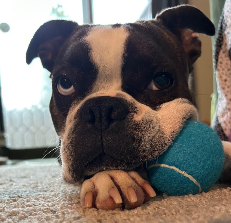 Pet Supplies that We Use Every Single Day